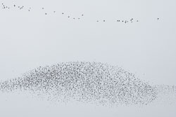 Norfolk Bitds, November 2019 Norfolk Bitds, November 2019