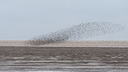 20191108Norfolk-Birds0107.jpg 20191108Norfolk-Birds0107.jpg