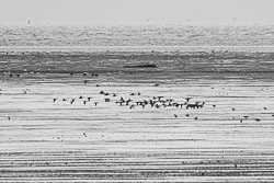 20191108Norfolk-Birds0116.jpg 20191108Norfolk-Birds0116.jpg