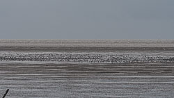 20191108Norfolk-Birds0118.jpg 20191108Norfolk-Birds0118.jpg