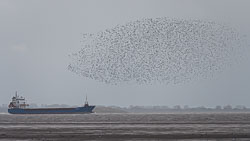 20191108Norfolk-Birds0119.jpg 20191108Norfolk-Birds0119.jpg