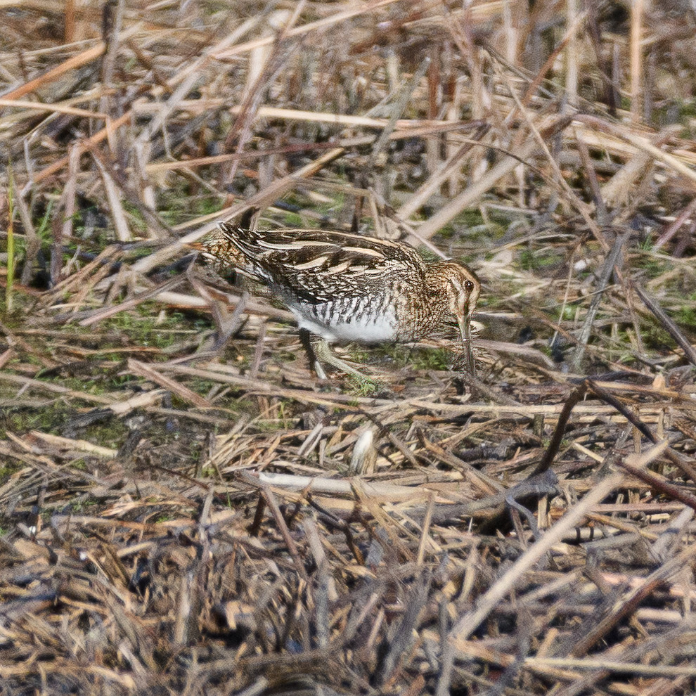 20211102Lincolnshire0065-Edit.jpg