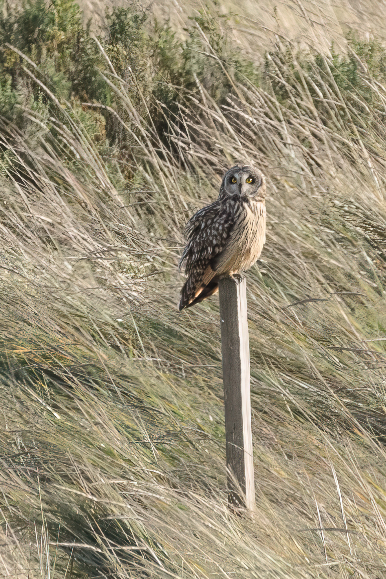 20211102Lincolnshire0162-Edit.jpg