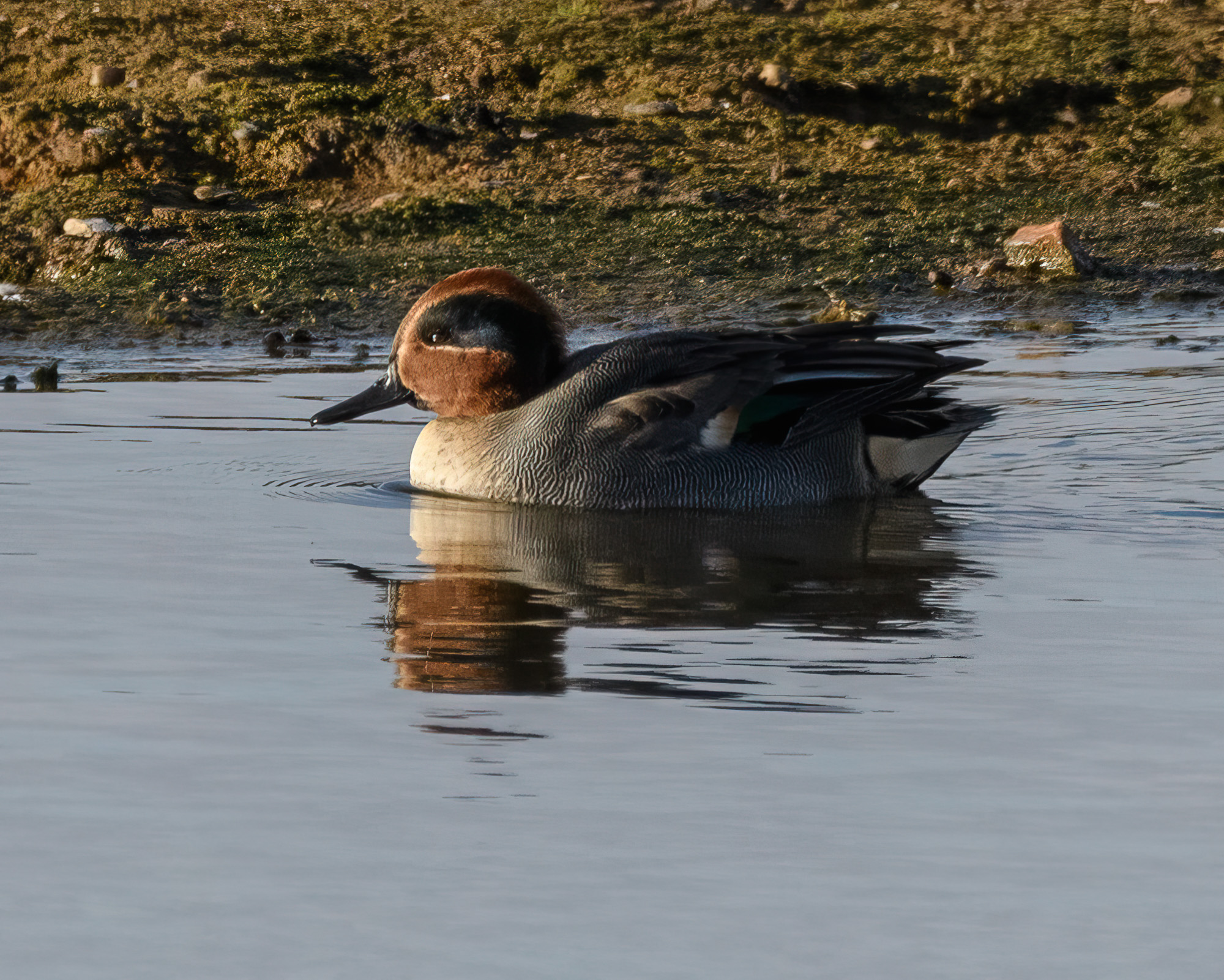 20211102Lincolnshire0178-Edit.jpg