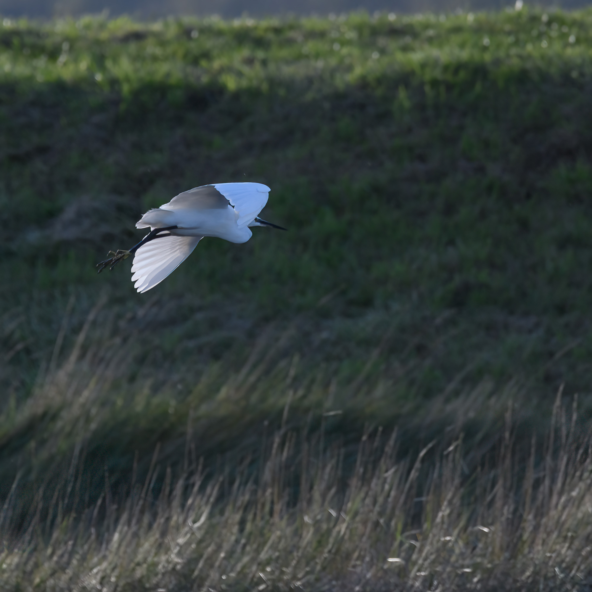 20211102Lincolnshire0192-Edit-Edit.jpg