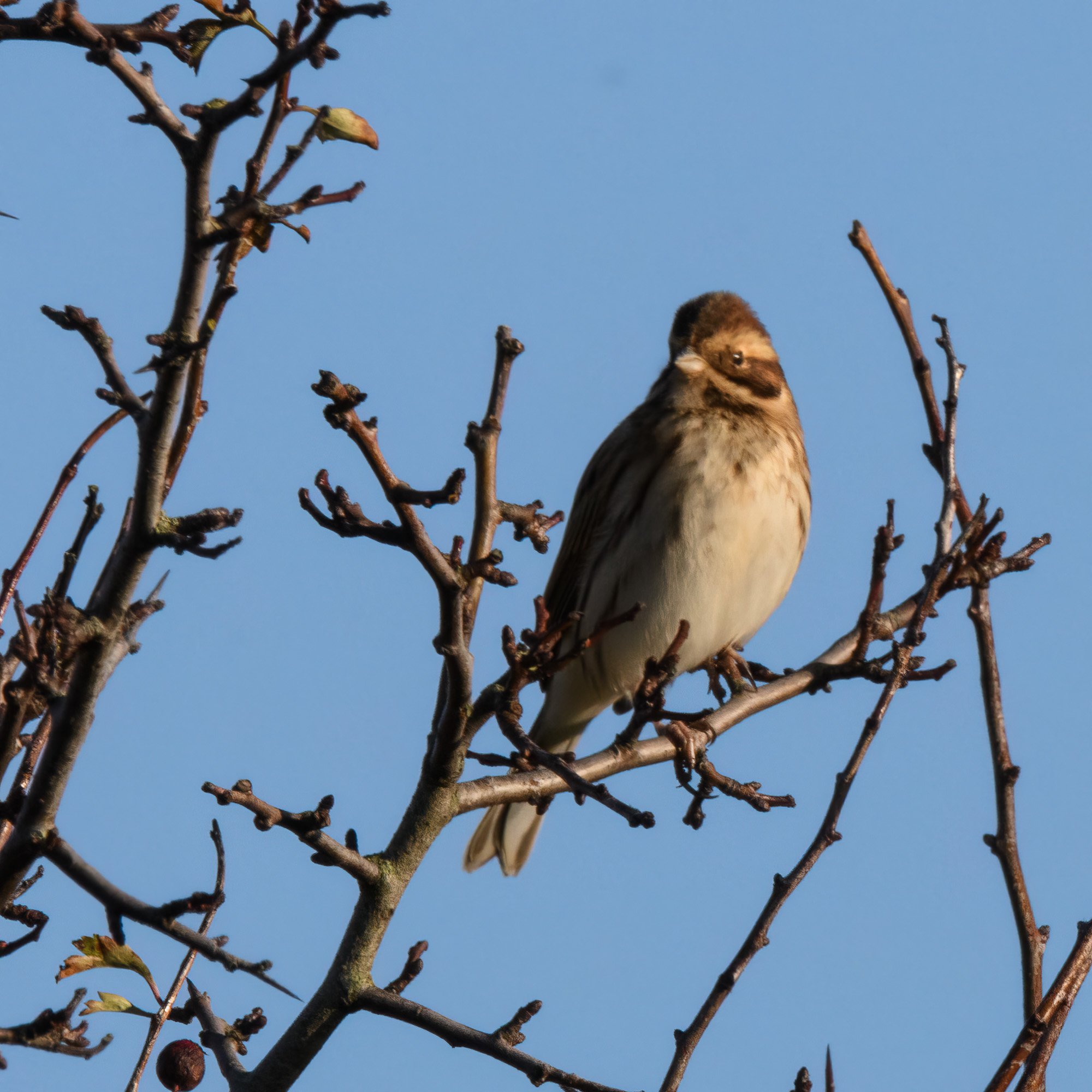 20211102Lincolnshire0200-Edit.jpg