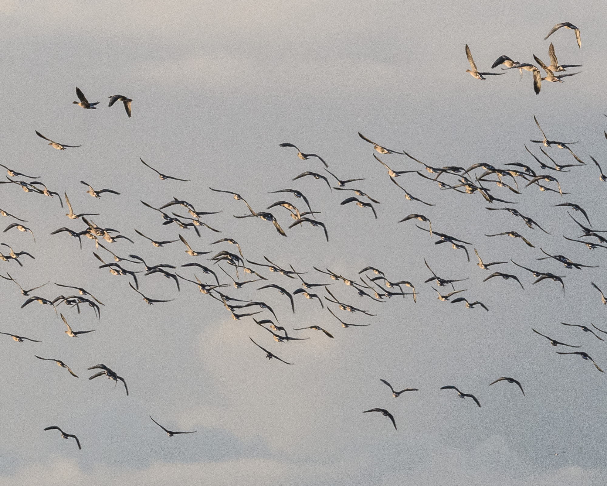 20211102Lincolnshire0216.jpg