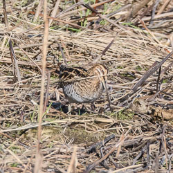 20211102Lincolnshire0083-Edit.jpg