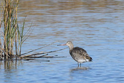 20211102Lincolnshire0098-Edit.jpg 20211102Lincolnshire0098-Edit.jpg