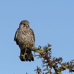 20211102Lincolnshire0103.jpg 20211102Lincolnshire0103.jpg