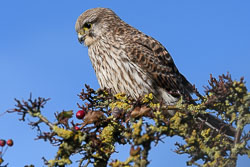 20211102Lincolnshire0137.jpg 20211102Lincolnshire0137.jpg