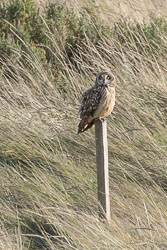 20211102Lincolnshire0162-Edit.jpg 20211102Lincolnshire0162-Edit.jpg