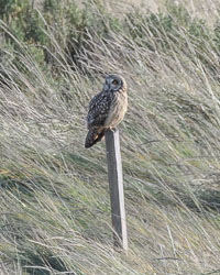 20211102Lincolnshire0167-Edit.jpg 20211102Lincolnshire0167-Edit.jpg