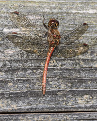 20211102Lincolnshire0171.jpg 20211102Lincolnshire0171.jpg