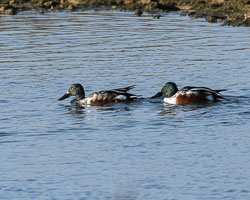 20211102Lincolnshire0175.jpg 20211102Lincolnshire0175.jpg