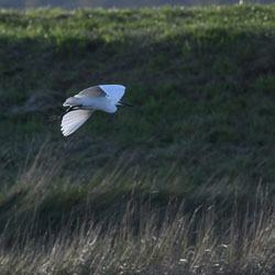 20211102Lincolnshire0192-Edit-Edit.jpg 20211102Lincolnshire0192-Edit-Edit.jpg