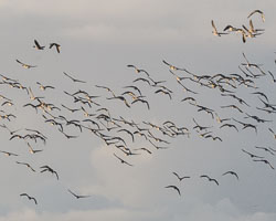 20211102Lincolnshire0216.jpg 20211102Lincolnshire0216.jpg