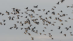 20211102Lincolnshire0220.jpg 20211102Lincolnshire0220.jpg