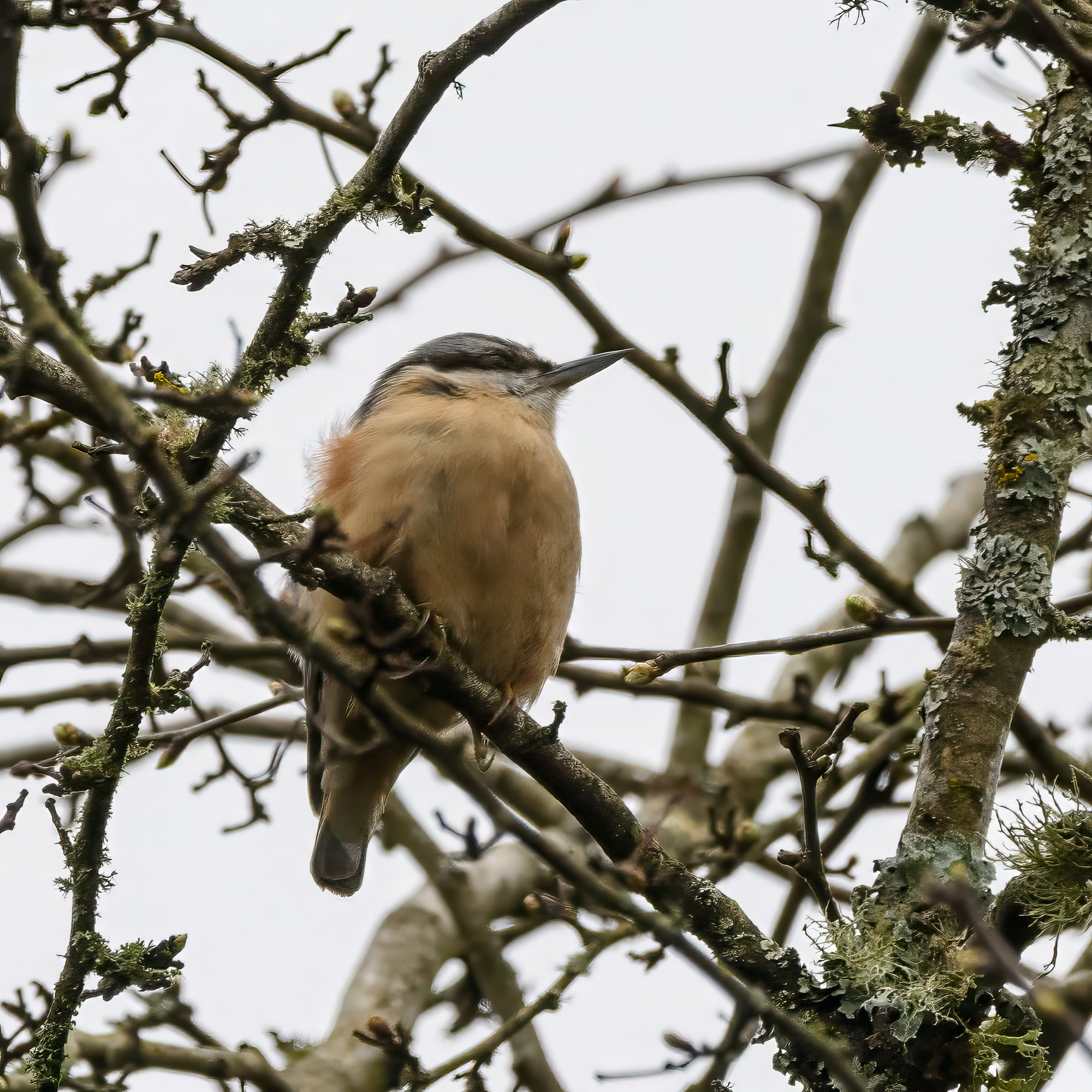 20240320202403-ForestofDean0011-Edit-2.jpg