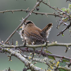 Forest of Dean, March 2024 Forest of Dean, March 2024