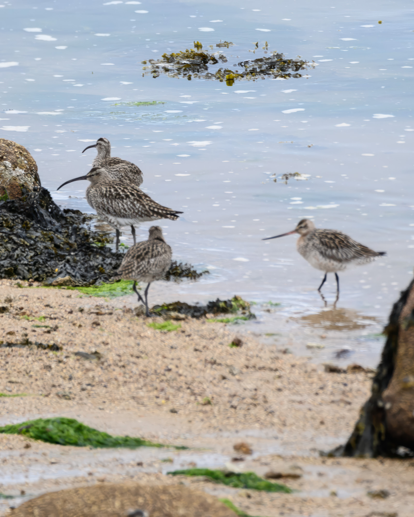 20240427Scilly068-Edit.jpg