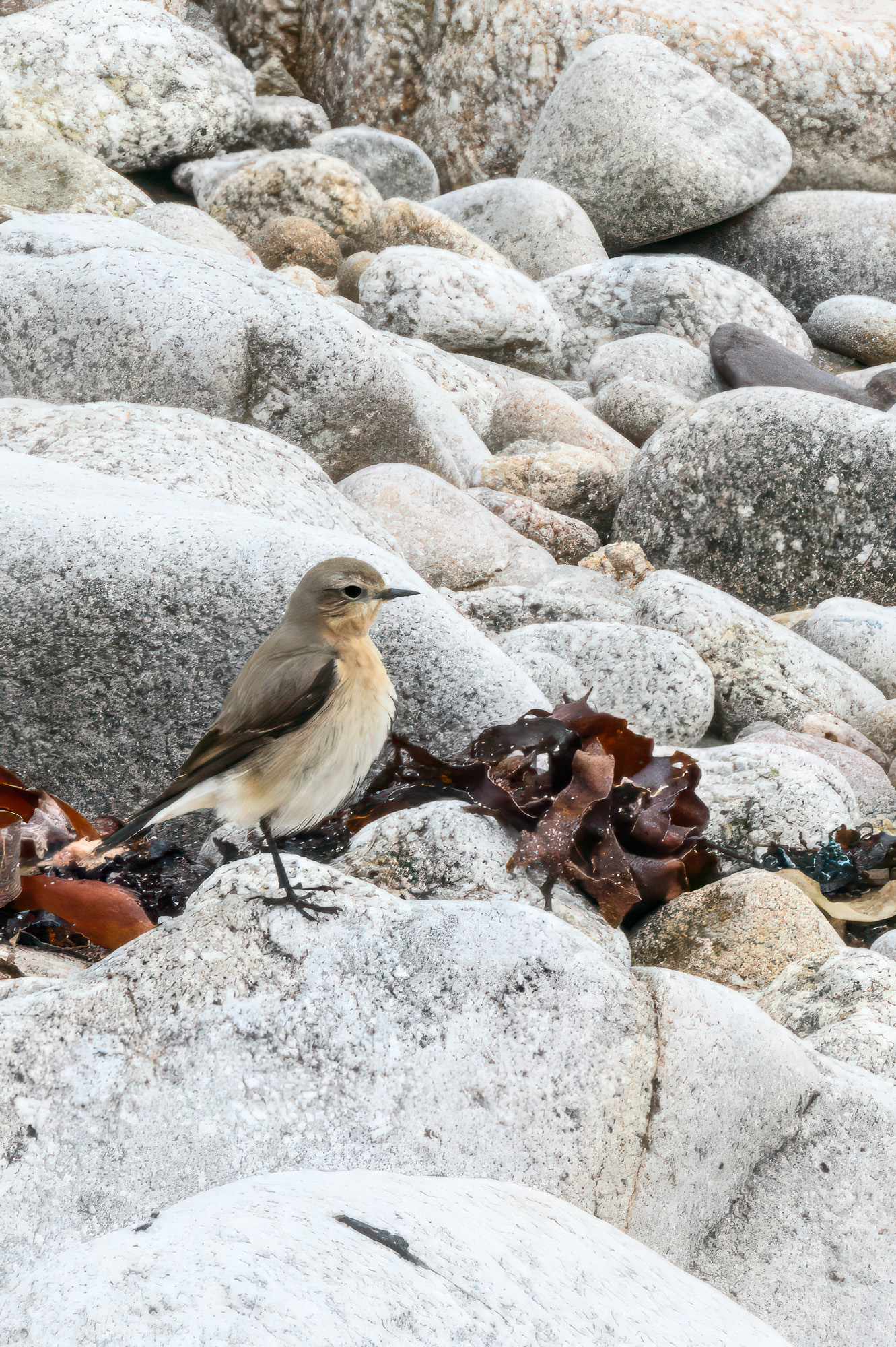 20240429Scilly125-Edit.jpg