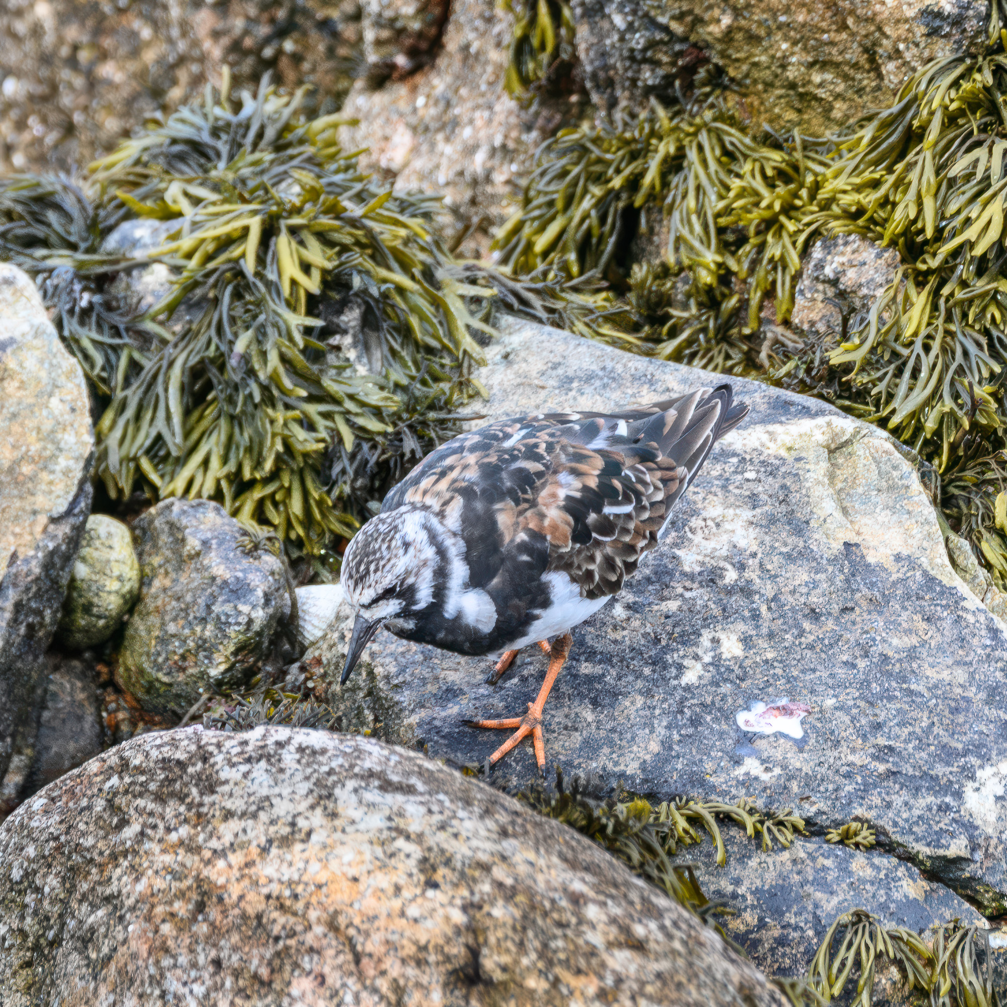 20240430Scilly133-Edit.jpg