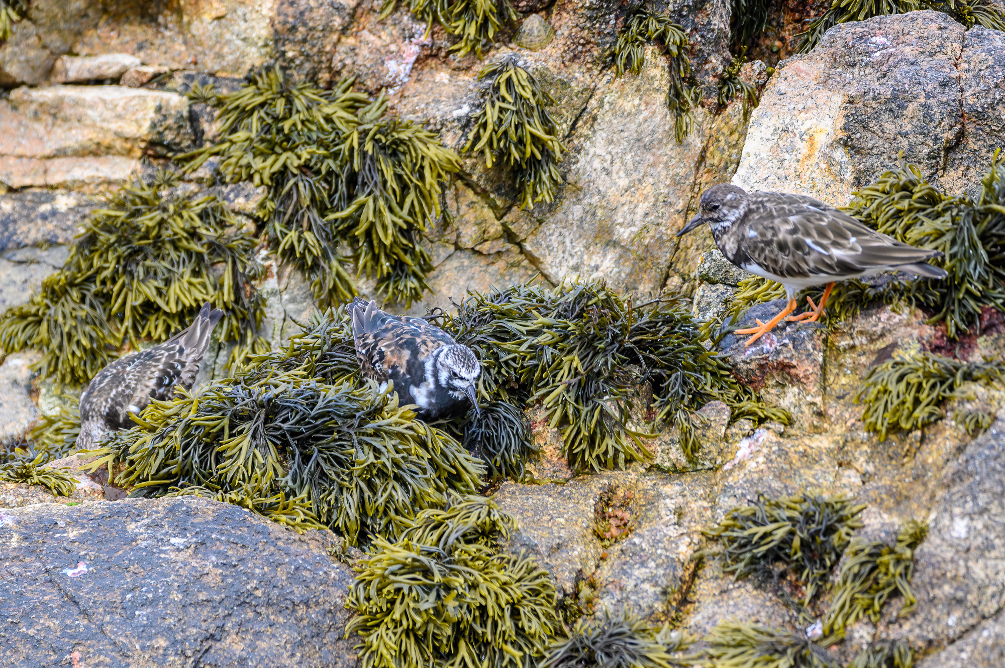 20240430Scilly139-Edit.jpg