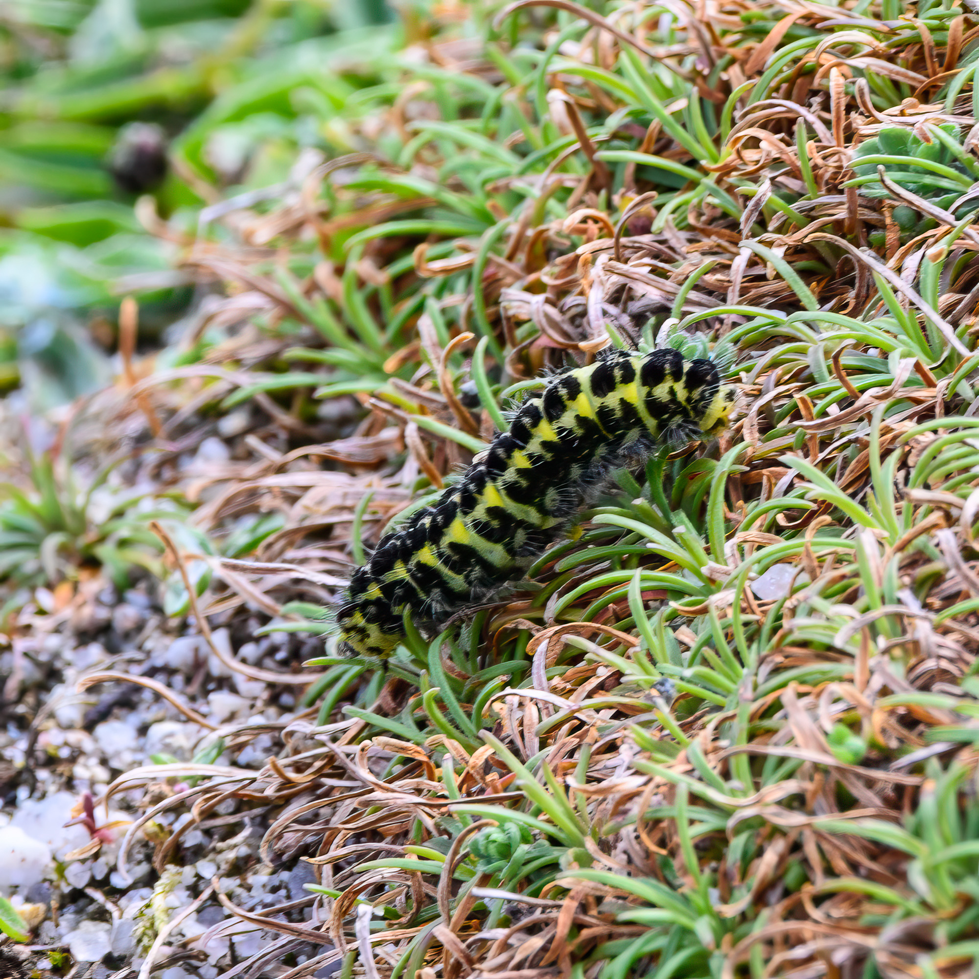 20240430Scilly159-Edit.jpg