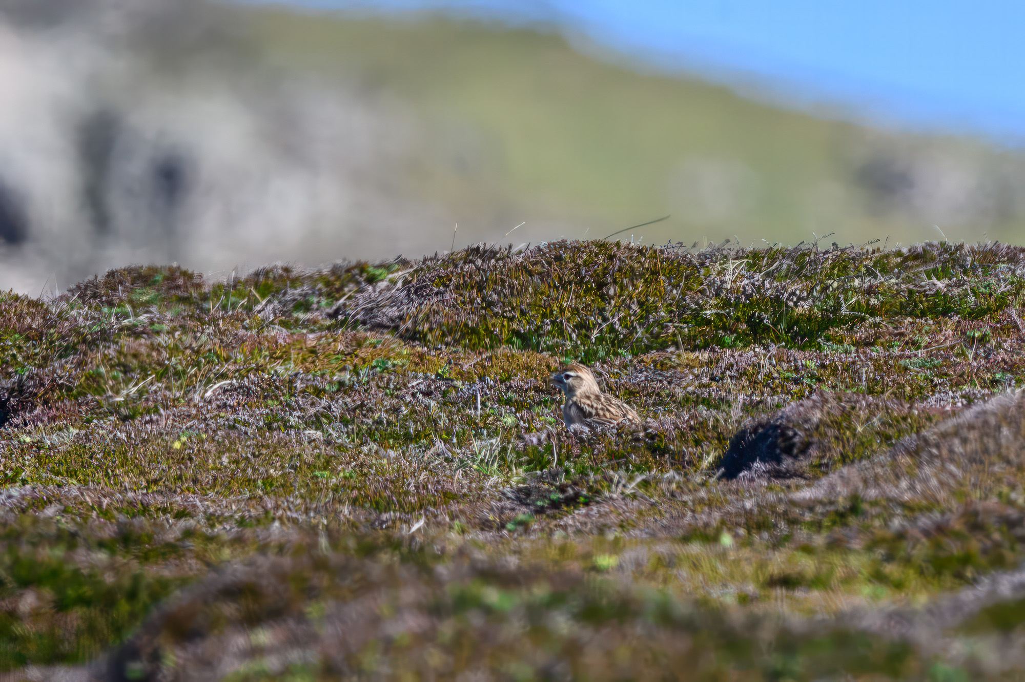 20240501Scilly170-Edit.jpg