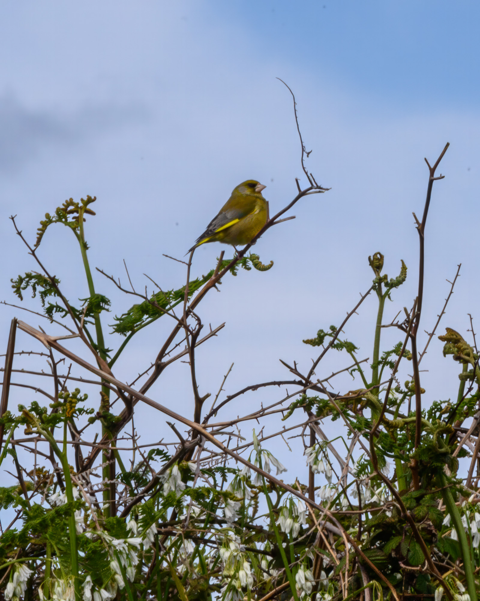 20240502Scilly193-Edit.jpg
