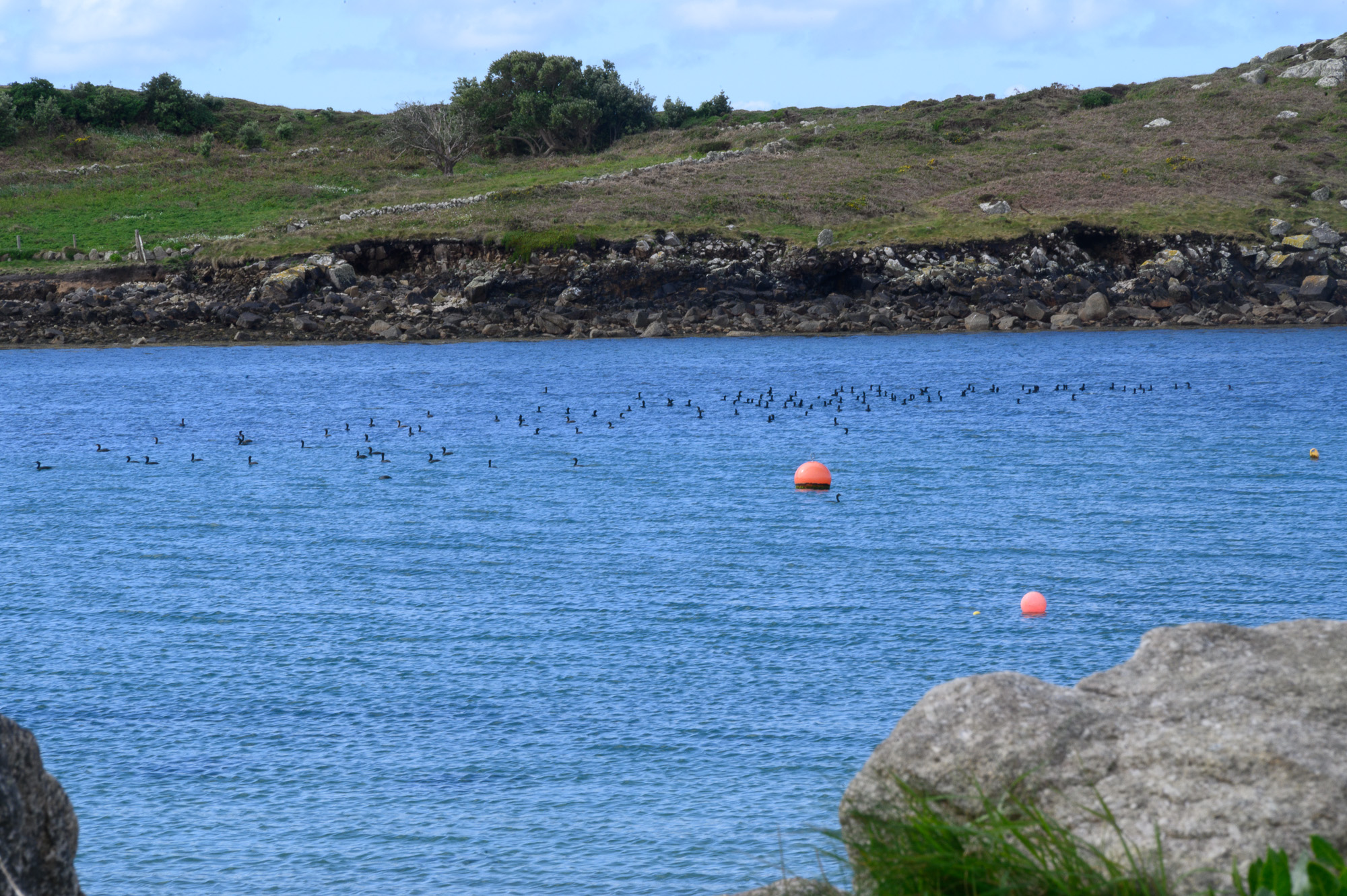20240502Scilly194.jpg