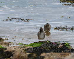 20240427Scilly053-Edit-2.jpg