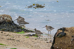 20240427Scilly065-Edit.jpg