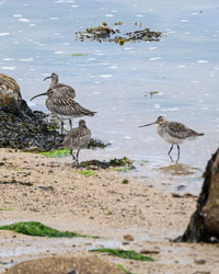 20240427Scilly068-Edit.jpg
