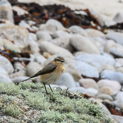 20240429Scilly124-Edit.jpg