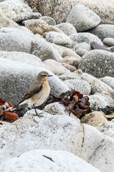 20240429Scilly125-Edit.jpg
