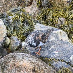 20240430Scilly133-Edit.jpg