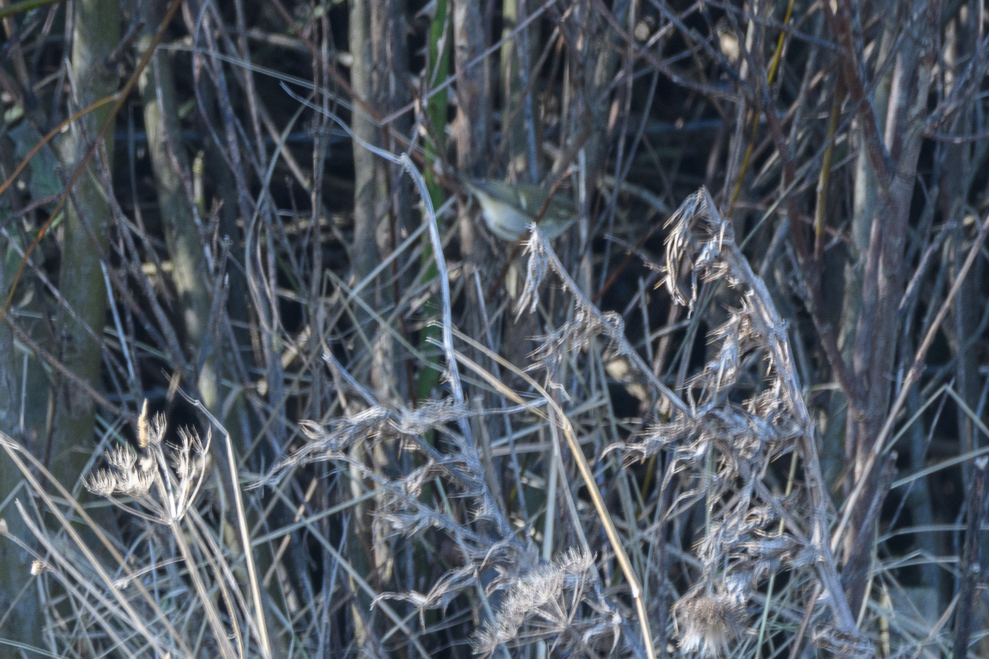 20241011East-Yorkshire0214.jpg