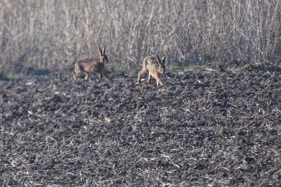 20250309SuffolkBirds0013-Edit.jpg