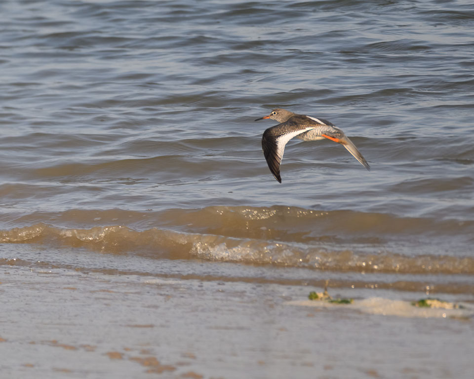 20250309SuffolkBirds0021-Edit.jpg