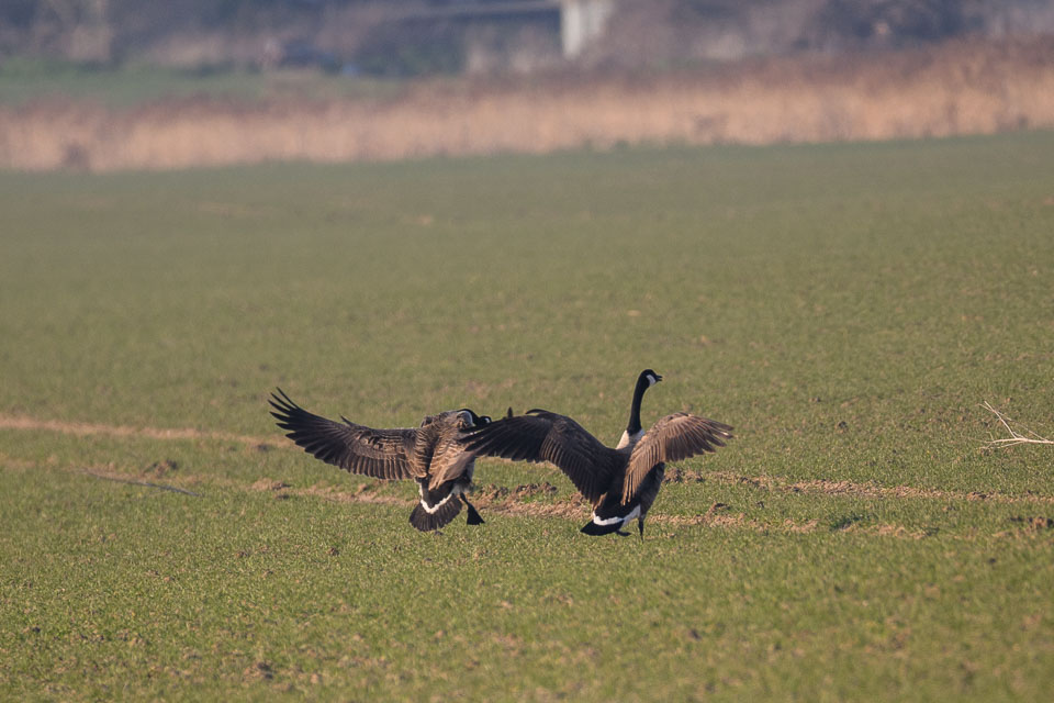 20250309SuffolkBirds0026.jpg