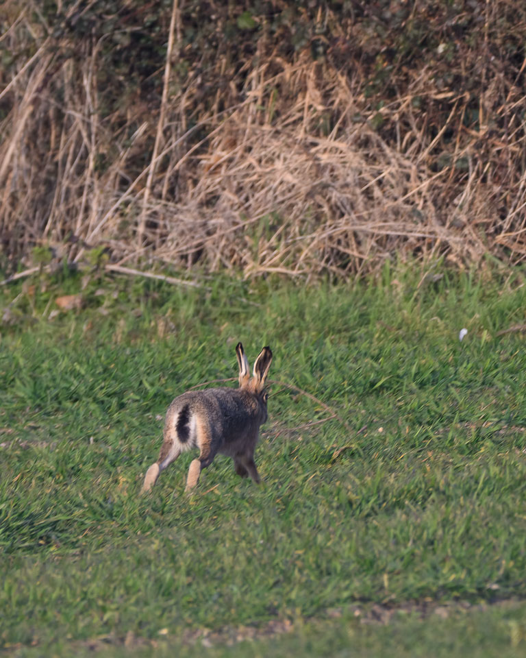 20250309SuffolkBirds0027-Edit.jpg