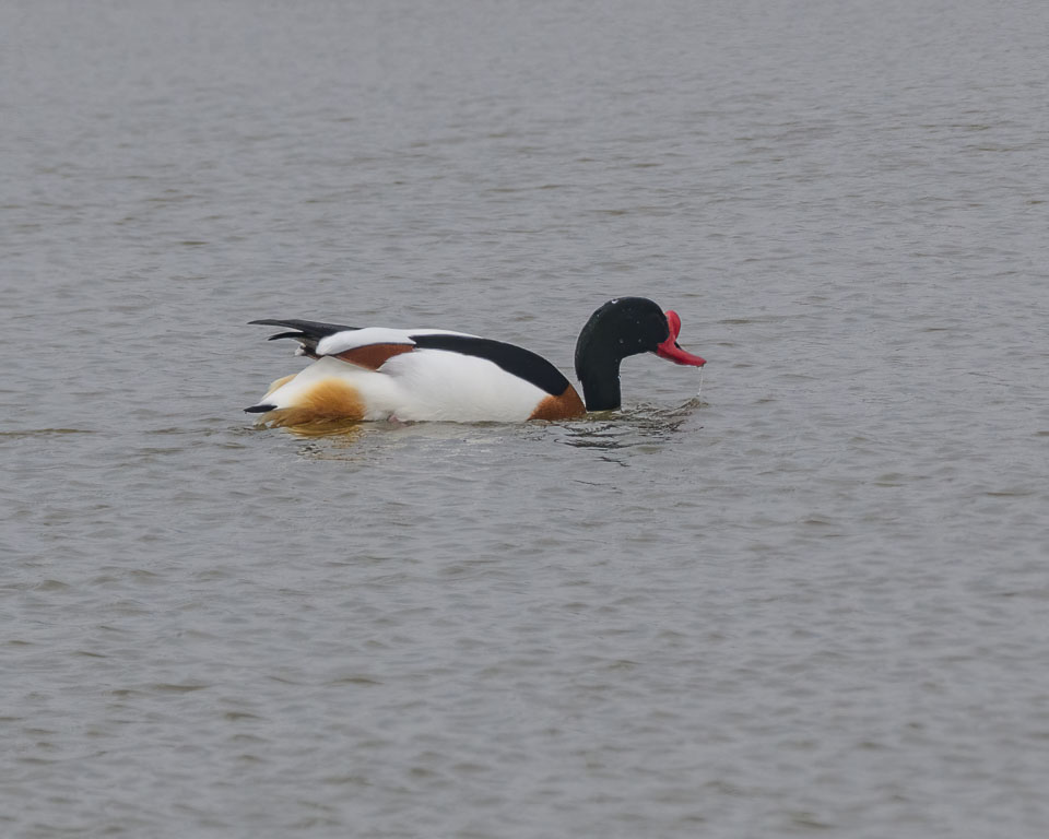 20250310SuffolkBirds0050-Edit.jpg