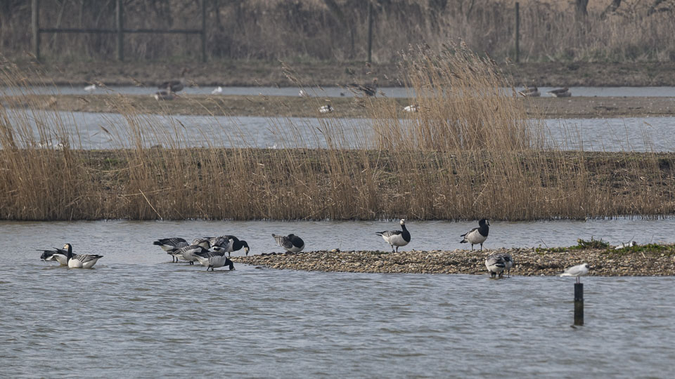 20250310SuffolkBirds0071.jpg