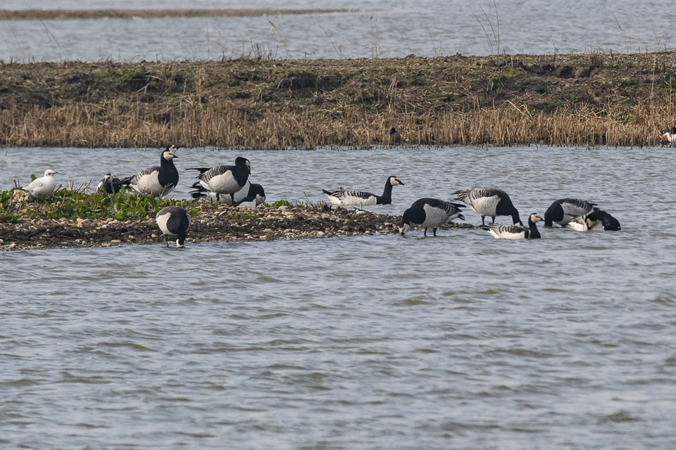 20250310SuffolkBirds0072.jpg