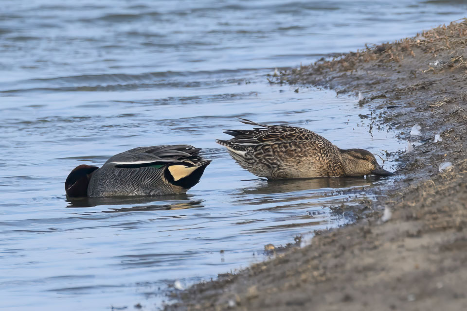 20250310SuffolkBirds0093-Edit.jpg