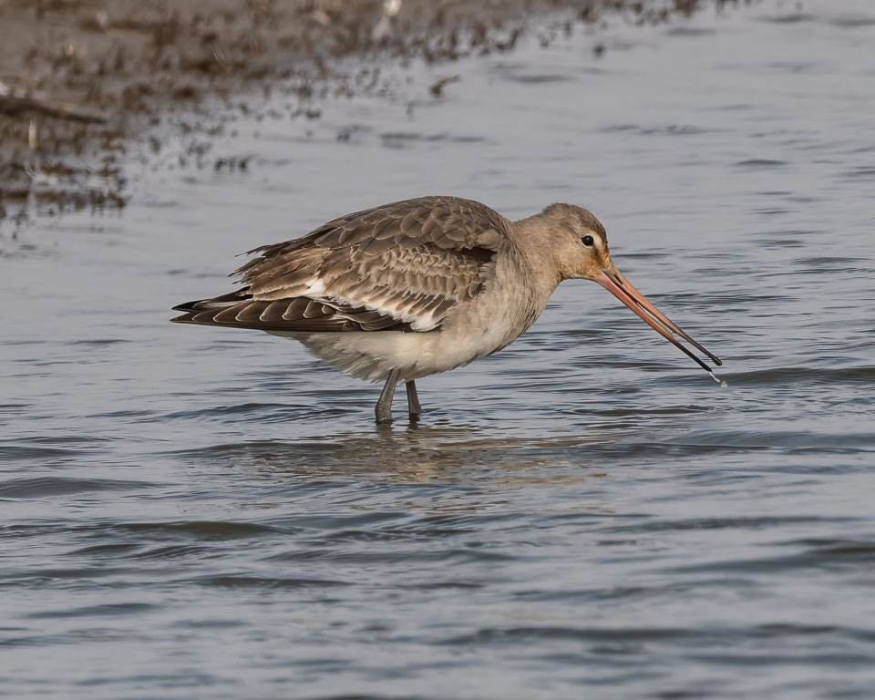 20250310SuffolkBirds0105-Edit.jpg