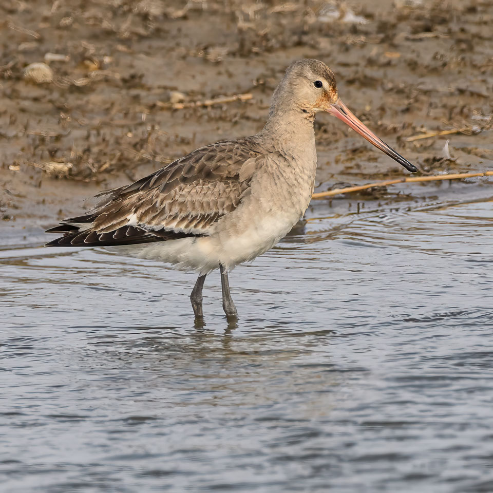 20250310SuffolkBirds0117-Edit.jpg