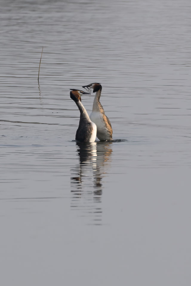 20250310SuffolkBirds0170-Edit.jpg